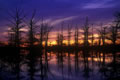 Swan Lake Sunrise